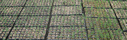 Growing in the nursery
