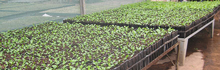 Growing from Seedlings