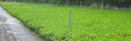 Spruce Cuttings