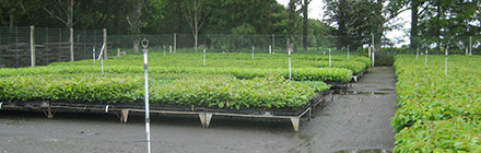 Rootrainers in Mass use